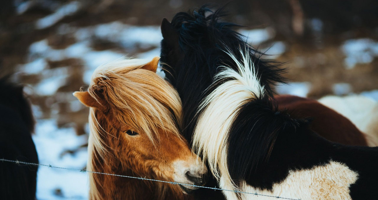 horses